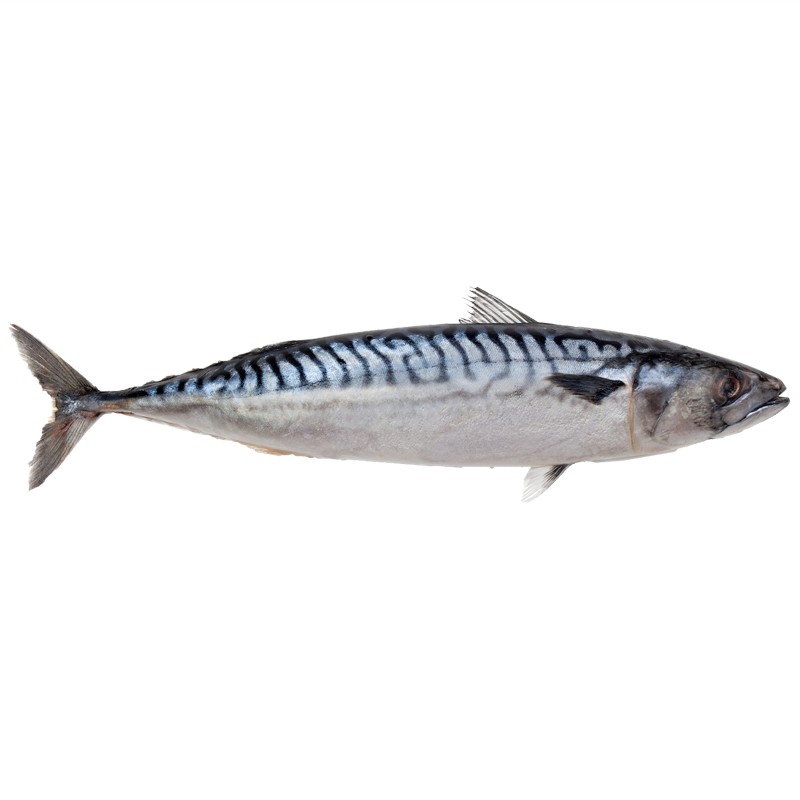 Atlantic Mackerel Png (black, silver)