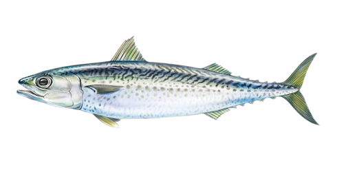 Atlantic Mackerel Transparent Png (beige, lavender, black)