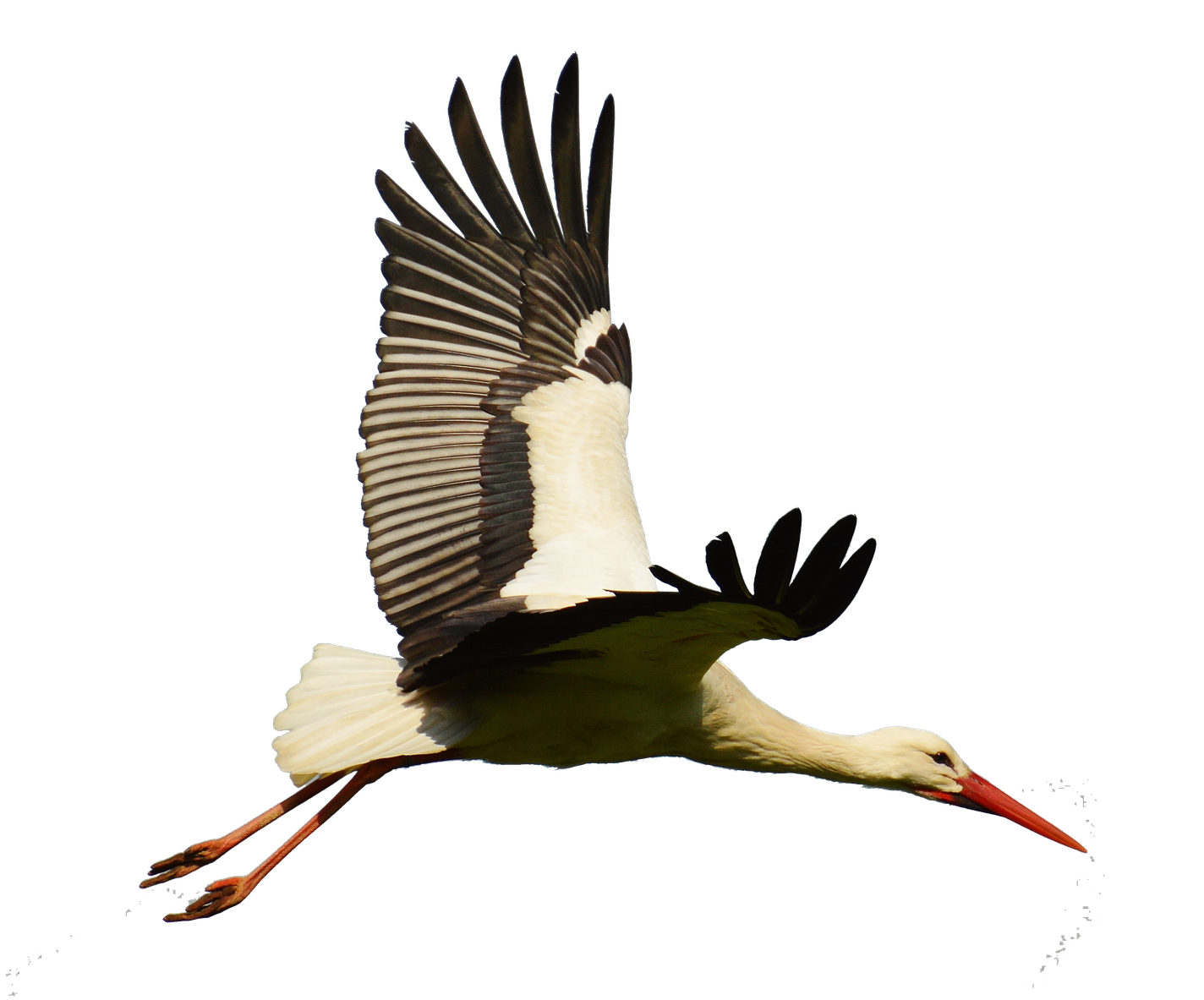 Stork Png Isolated File (black)