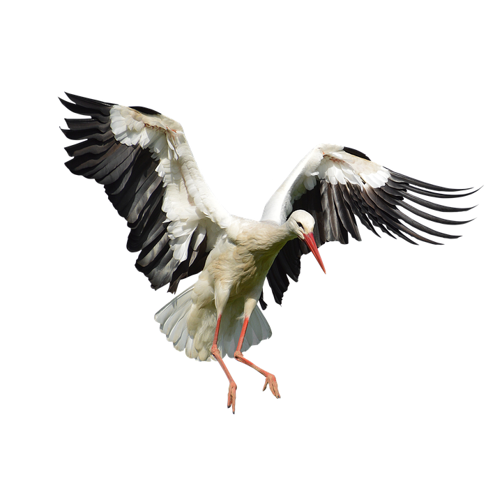 Stork Png Isolated Pic (black, white)