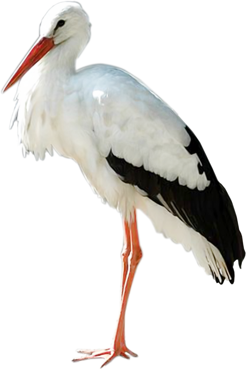 Stork Png Isolated Transparent Hd Photo (black, silver, white)