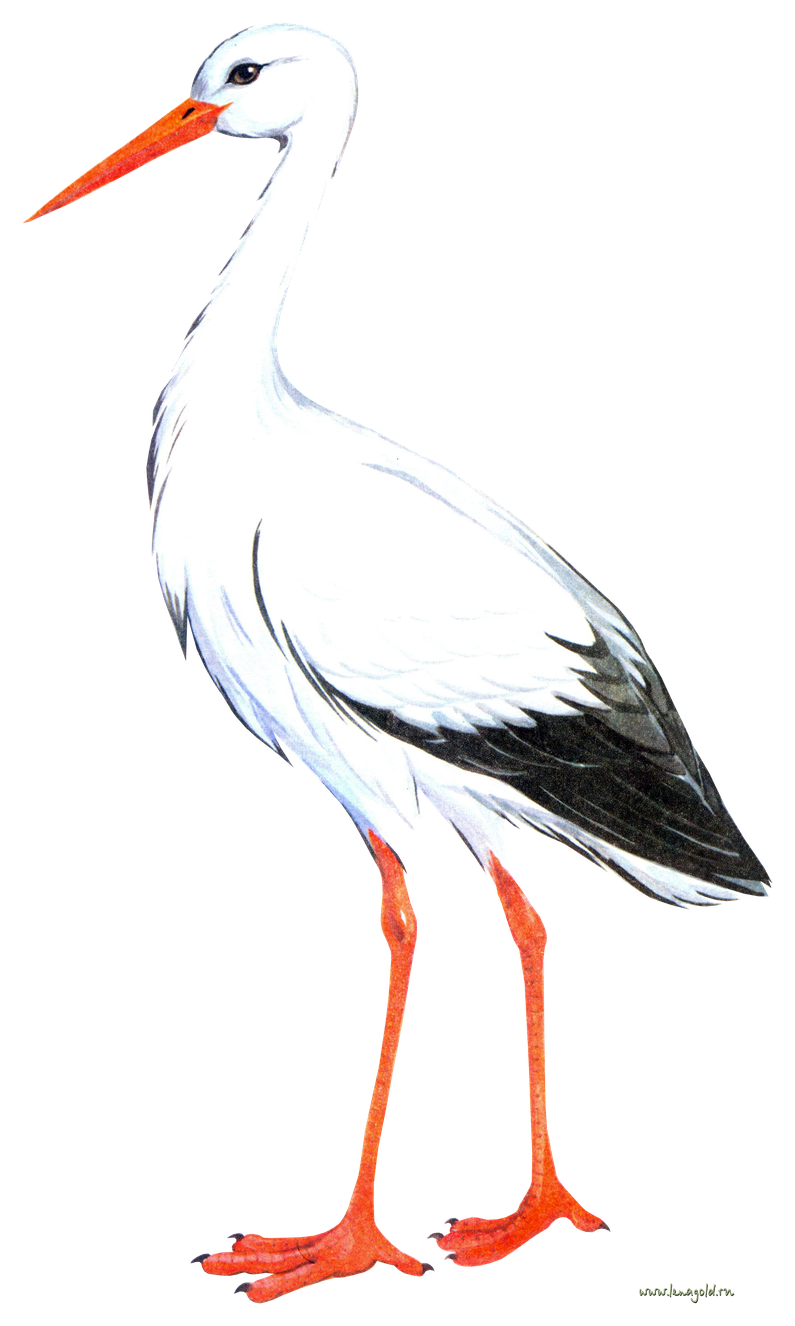 Stork Png Picture (black, white)