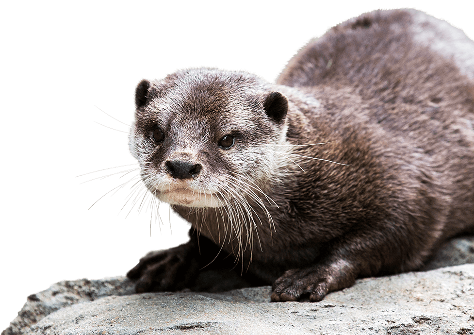 Otter Background Png (black)