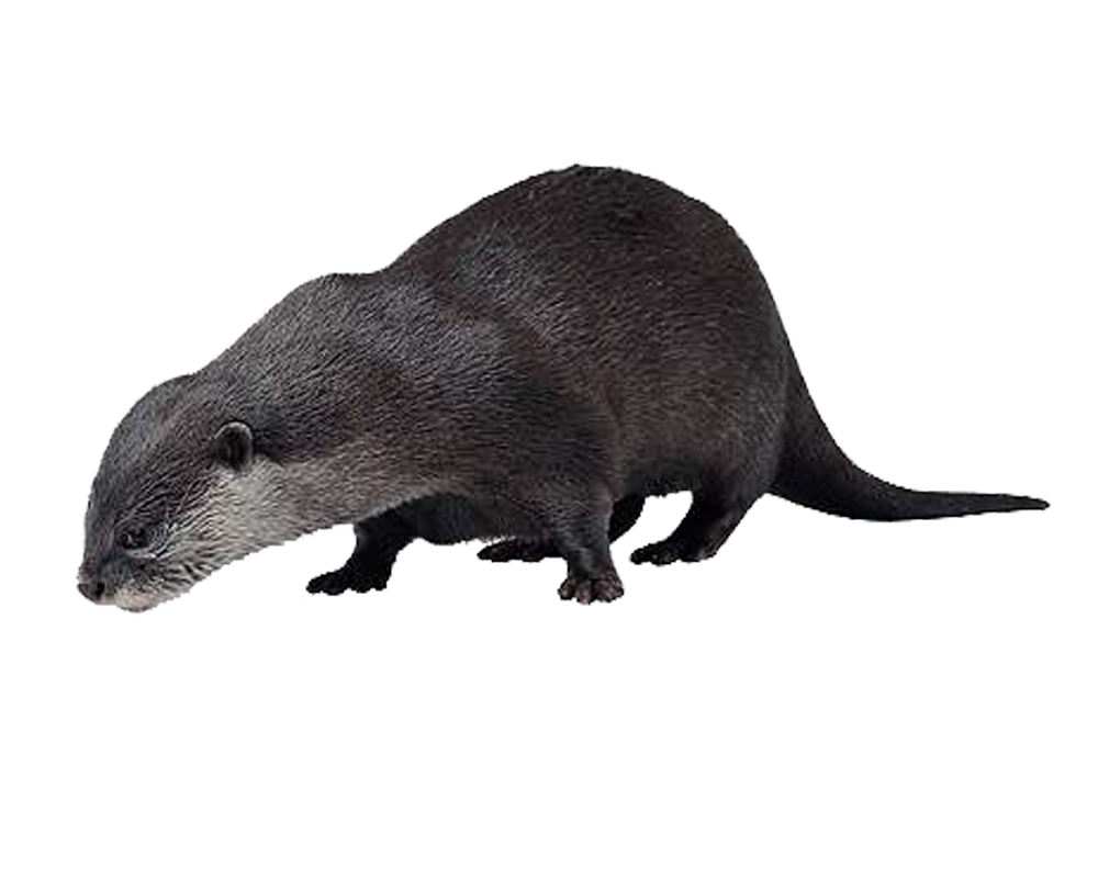 Otter Png Hd (white, silver, black, indigo)