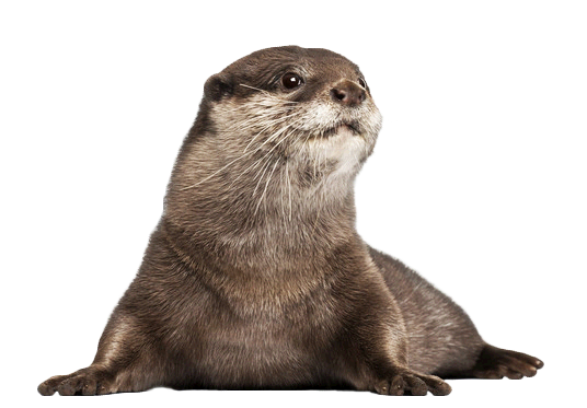 Otter Png Image (white, gray, lavender, black)