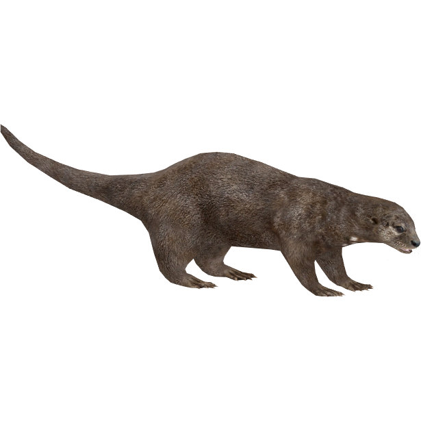 Otter Png Pic (white, gray, black, olive)