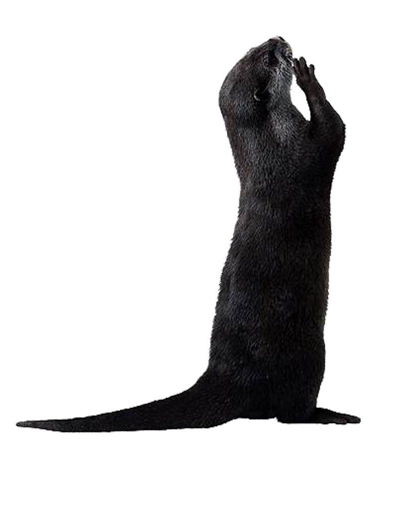 Otter Png Picture (white, black)