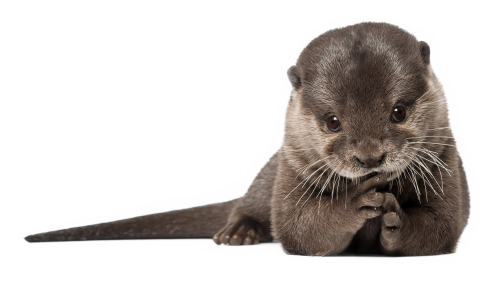 Otter Png Transparent Hd Photo (white, gray, black)