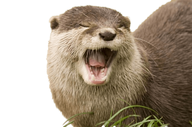 Otters Download Png Image (maroon, gray, olive)