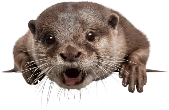 Otters Png Free Download (olive, black)