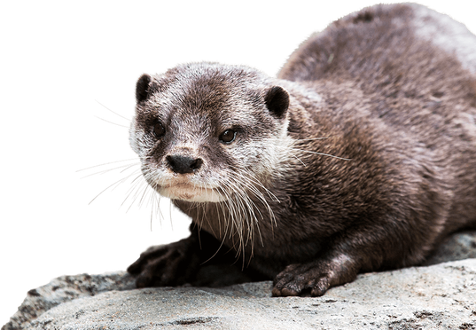 Otters Png Isolated File (black)