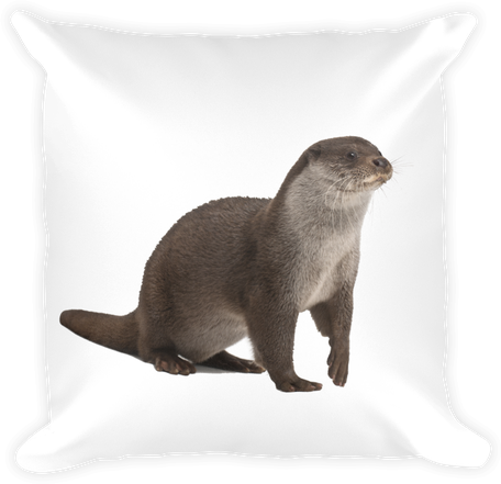 Otters Png Isolated Photo (white, lavender, black)