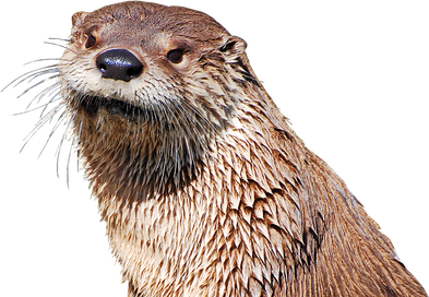 Otters Png Isolated Pic (black)