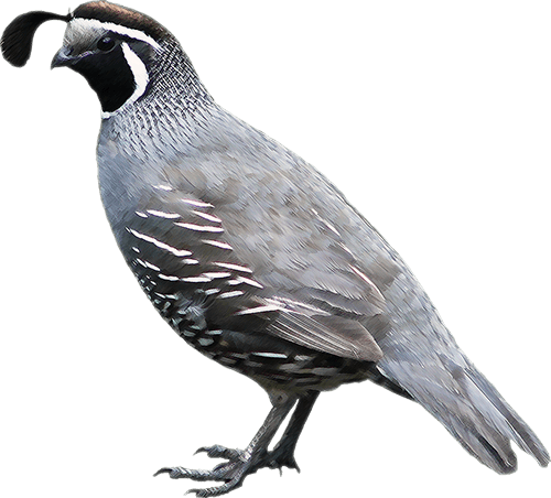 Quail Png Clipart (gray)