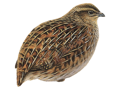 Quail Png Hd Isolated (gray, olive, black, maroon)