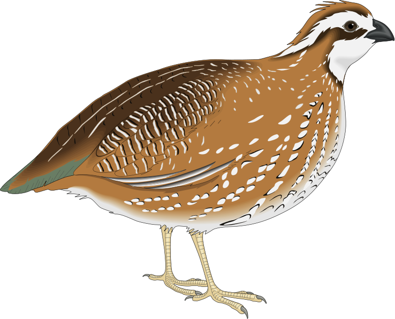 Quail Png Image (chocolate, black)