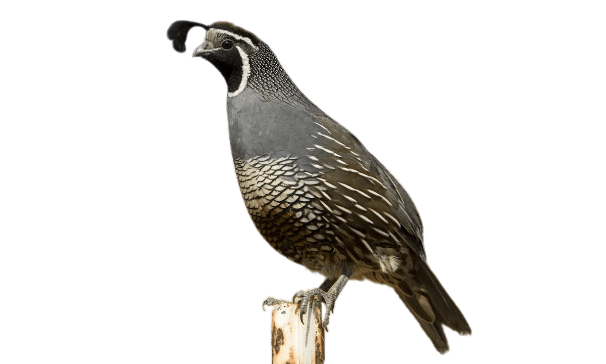 Quail Png Isolated Hd (gray)