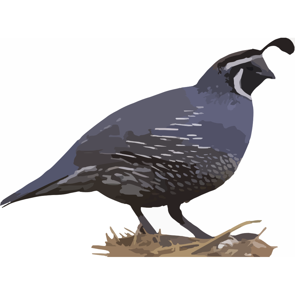 Quail Png Pic (gray, indigo, black, white)