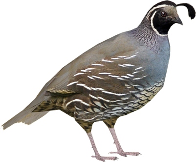 Quail Png Picture (gray, indigo, black)