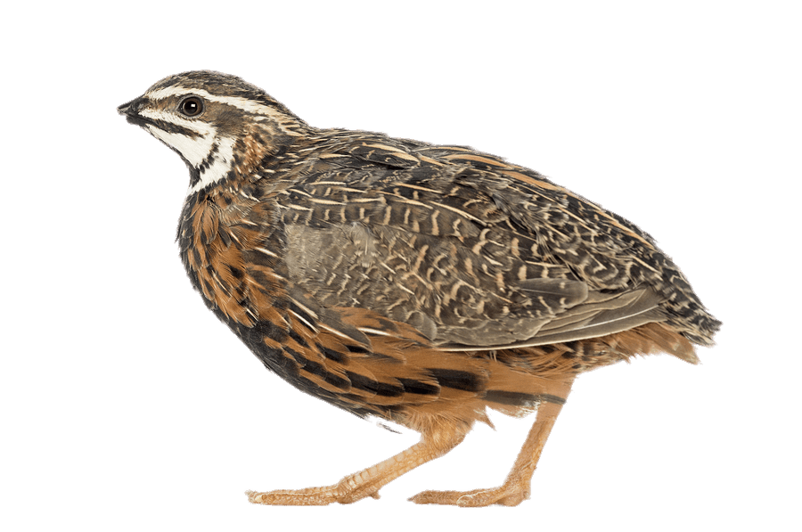 Quail Png Transparent (gray)