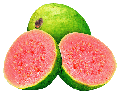 Guava Transparent Background (salmon, gray)