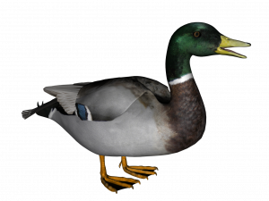 Duck Png 2 300X225 (black, gray)