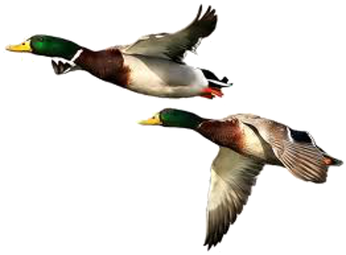 Duck Png Free Download (white)