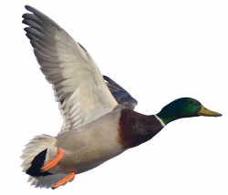 Duck Png Hd (silver, gray, white)