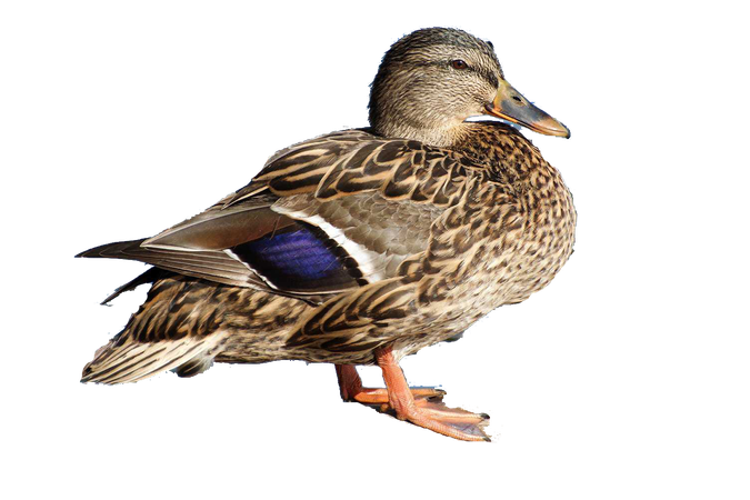 Duck Png (black)