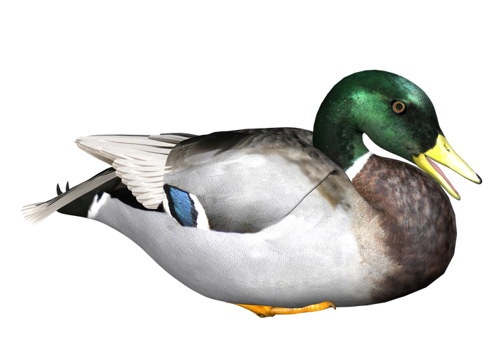 Duck Transparent Background (lavender, black, white)