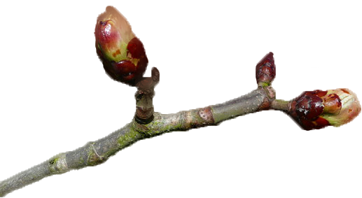 Bud Png Isolated Hd (maroon, black, gray)