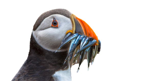 Puffin Download Png Image (black)