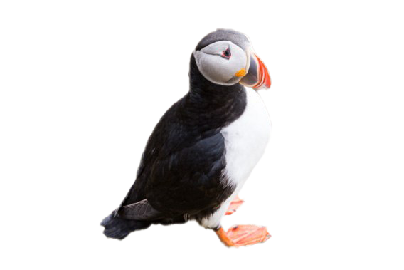 Puffin Png File (lavender, black, white)