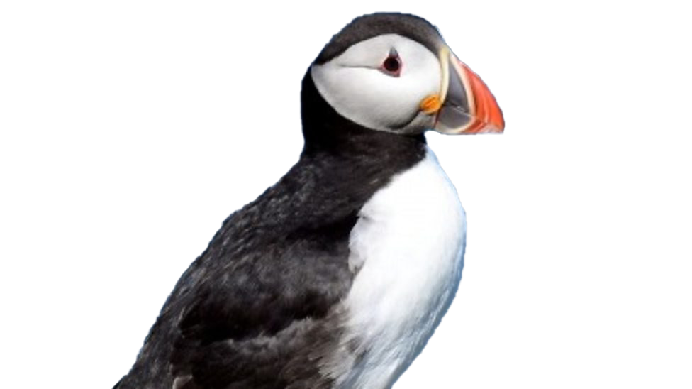 Puffin Png Hd (black, white)