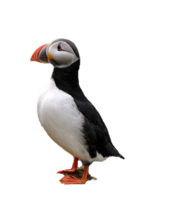 Puffin Png Image (black, white)