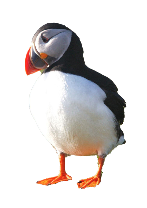 Puffin Png Photo (black, white)