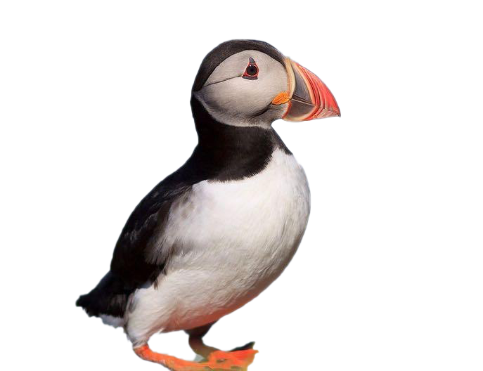 Puffin Png Photos (beige, black, white)