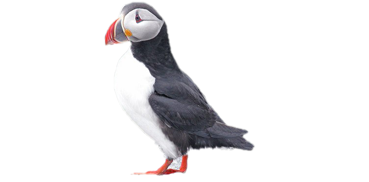 Puffin Transparent Png (indigo, white)