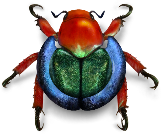 Bug Beetle Png (black)