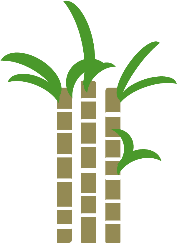 Suger Cane Png Hd (olive, gray)