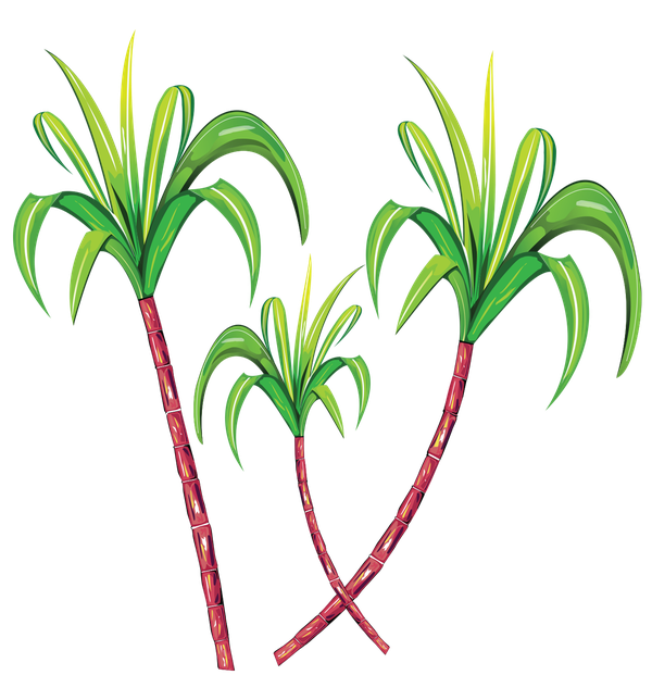 Suger Cane Png Picture (black)