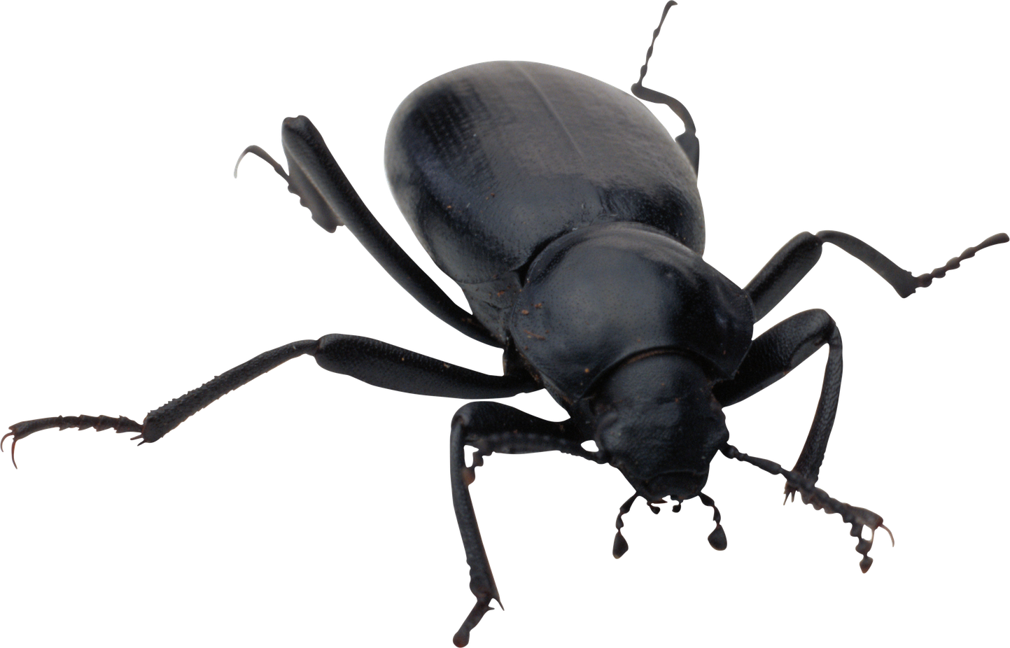 Bugs Png Clipart (black)