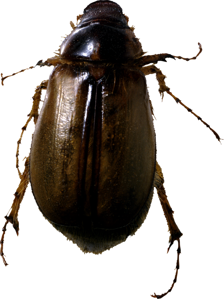 Bugs Png Transparent Image (black)