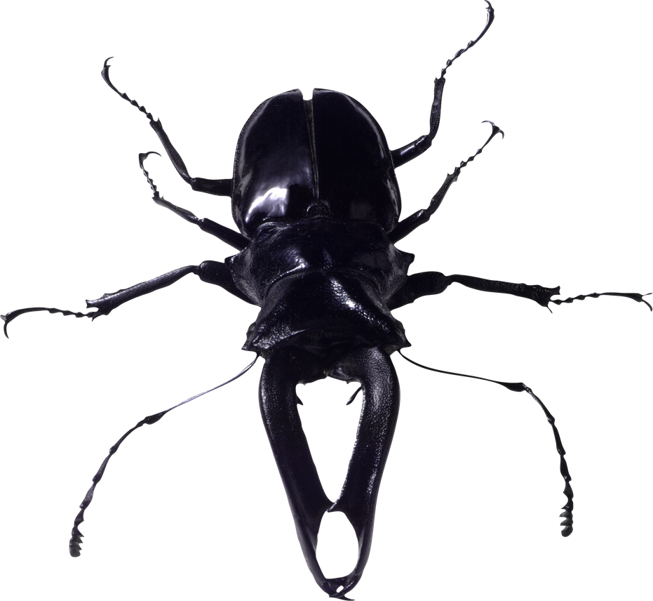 Bugs Transparent Png (black)