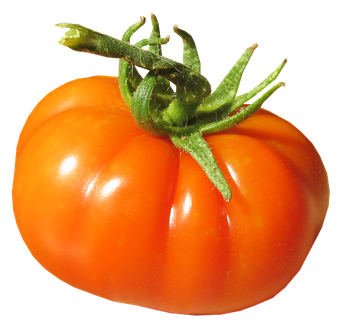 Juicy Fresh Tomatoes Bunch Png File (chocolate, black, orange)