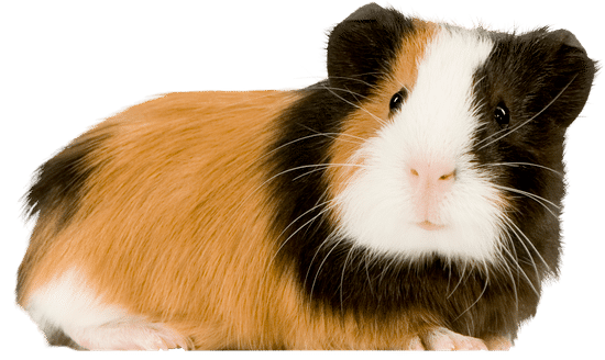 Guinea Pigs Download Png Image (beige, gray)