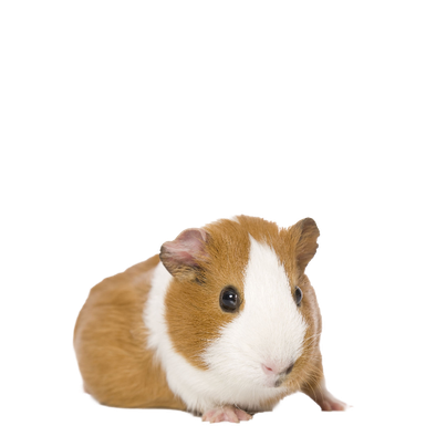 Guinea Pigs Png Clipart (black, chocolate, beige)