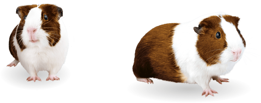 Guinea Pigs Png File (black, silver, white)