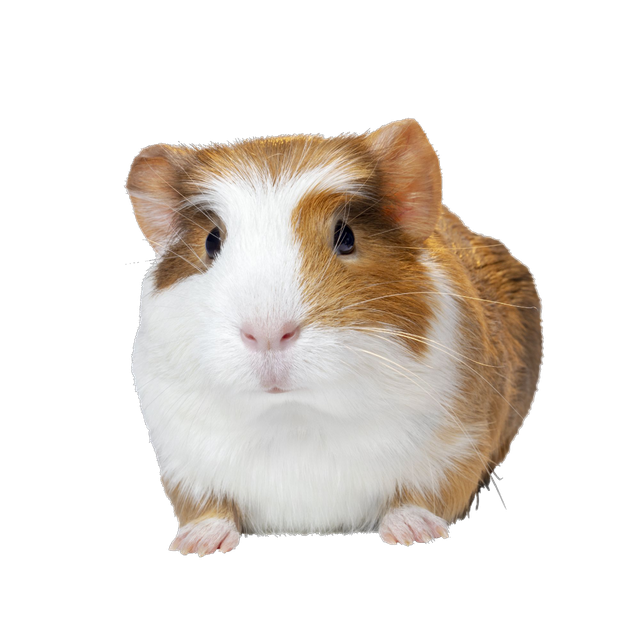 Guinea Pigs Png Hd (black, white, silver, lavender)