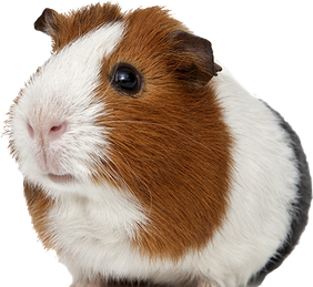 Guinea Pigs Png Isolated Image (beige, black, silver)